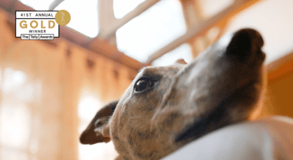 Adopt a Retired Racer – Nonprofit – 30
